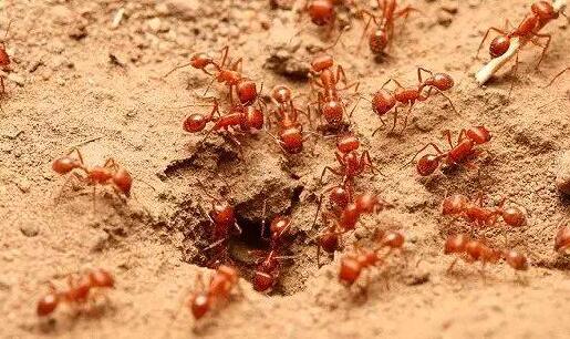 入侵物种红火蚁有哪些危害？遇到红火蚁该怎么办？