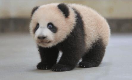 大熊猫又名猫熊,大熊猫为什么被视为中国的国宝？